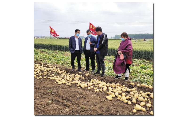 長磊公司種薯用戶在各地大田種植效果